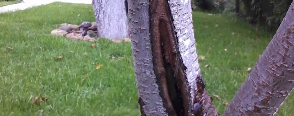 дерево с трещиной в коре