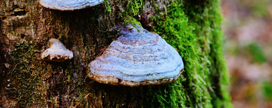 грибы на дереве