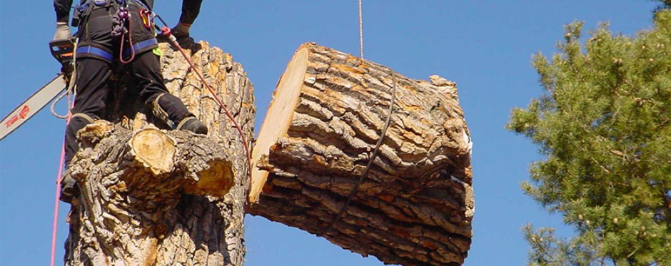 вырубка дерева с завешиванием