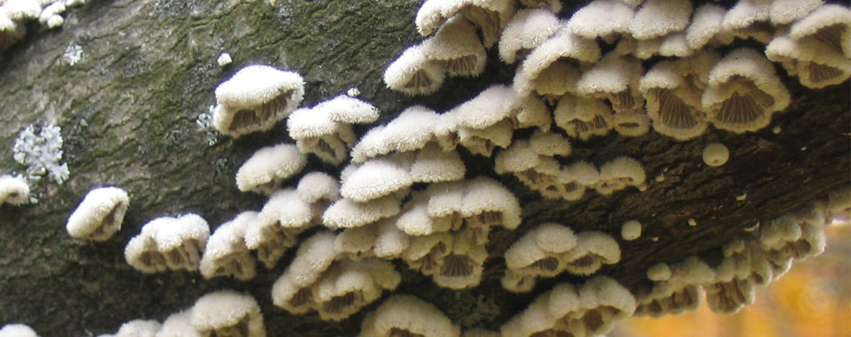 грибы на дереве
