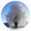 дерево зимой