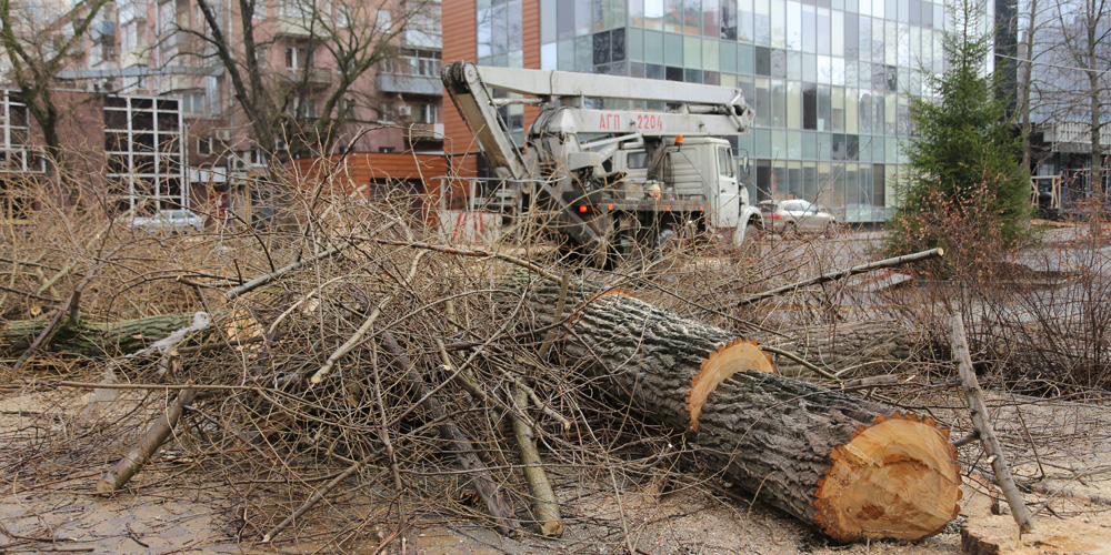 вырубка деревьев в городе